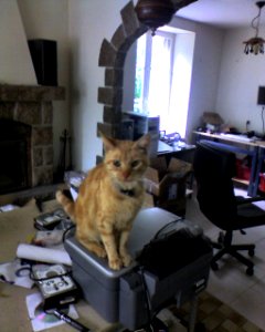 Jimbo le chat du stage (3)