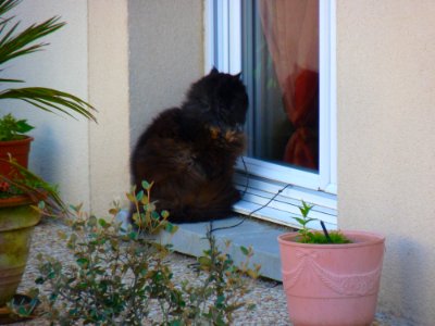 Gros chat à la glacerie