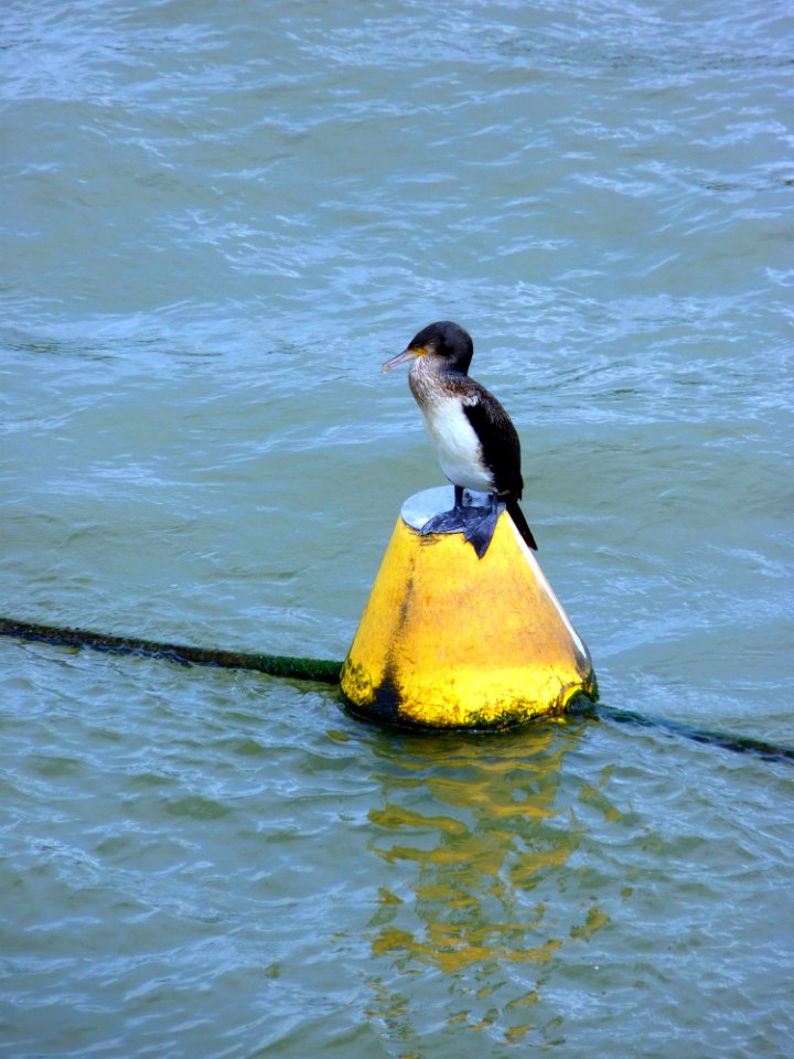 Cormoran Barrage d'Arzal (1)