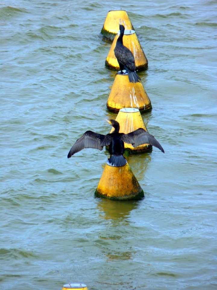 Cormoran Barrage d'Arzal