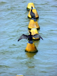 Cormoran Barrage d'Arzal