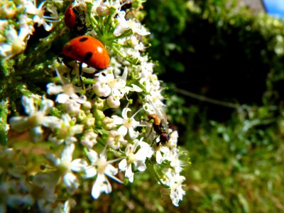 Cocinelle (2)