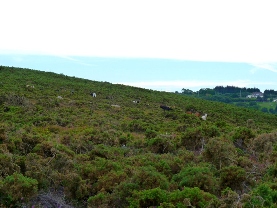 Chèvre des landes de la pointe du brûlé