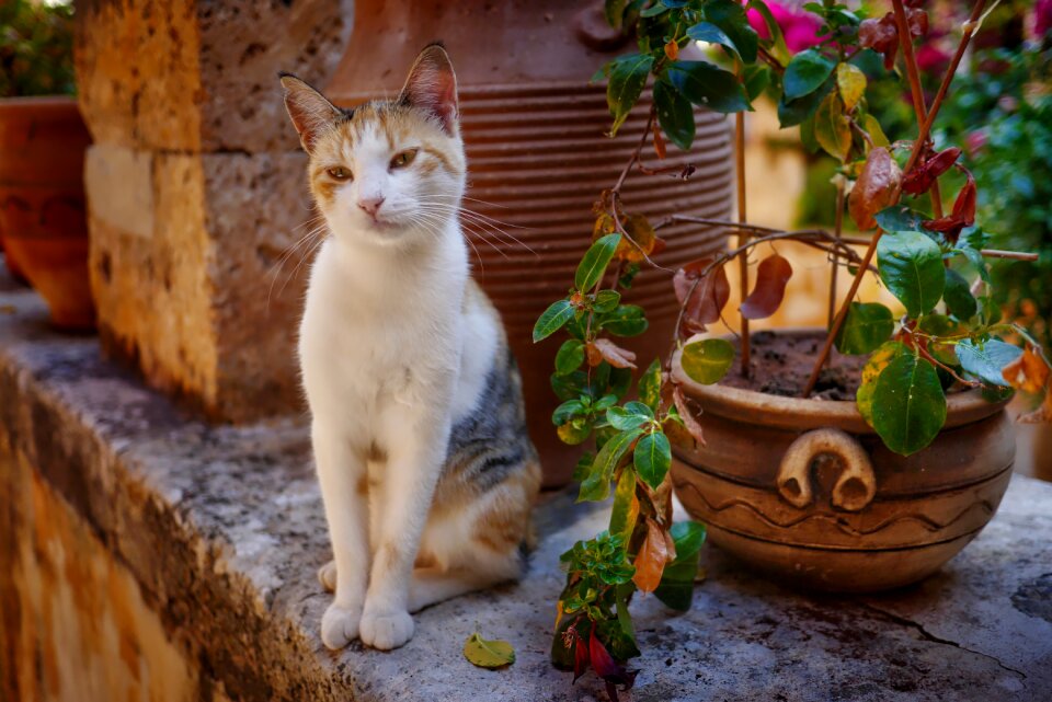 Substantiate flower domestic cat