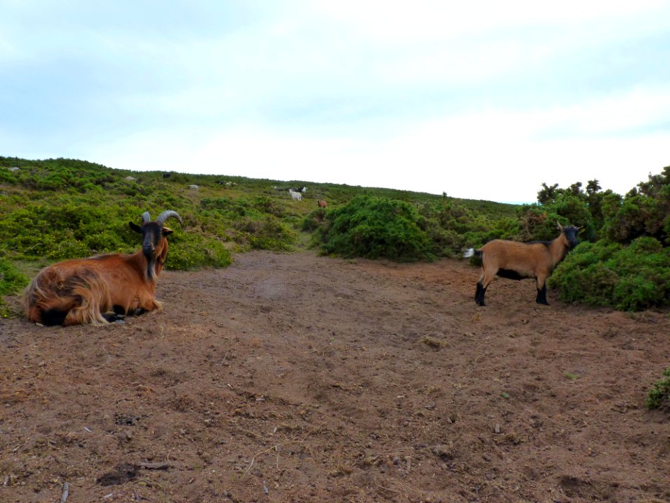 Chèvre des landes de la pointe du brûlé (15)