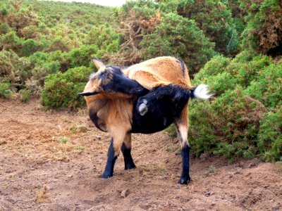 Chèvre des landes de la pointe du brûlé (12)