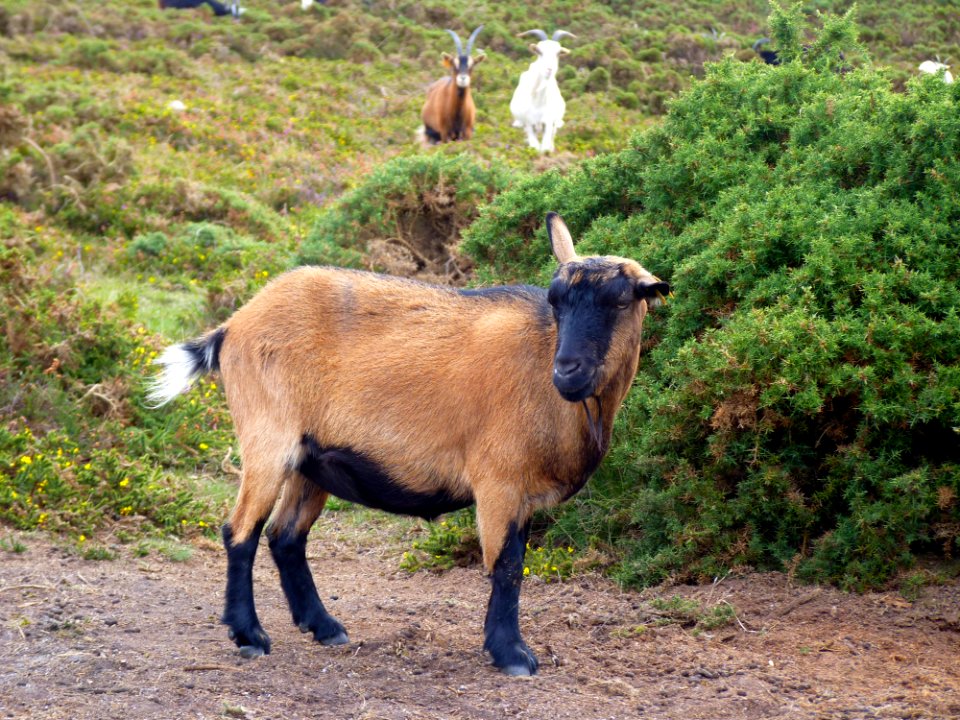 Chèvre des landes de la pointe du brûlé (11)