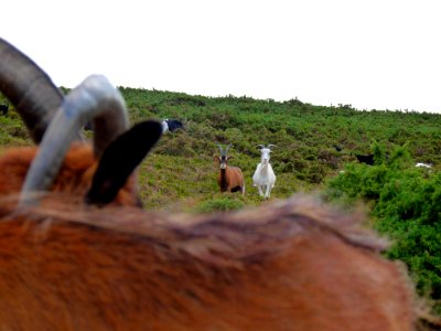 Chèvre des landes de la pointe du brûlé (8)