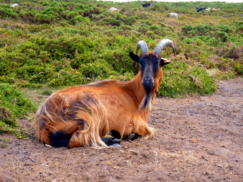 Chèvre des landes de la pointe du brûlé (14)