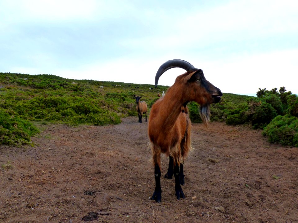 Chèvre des landes de la pointe du brûlé (6)