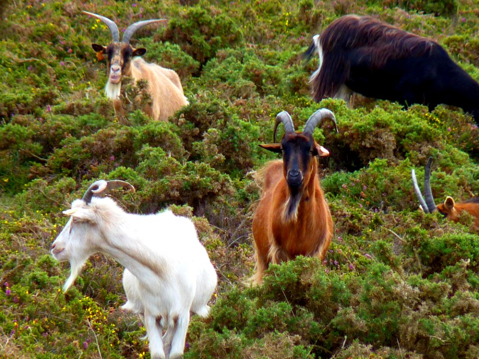 Chèvre des landes de la pointe du brûlé (4)