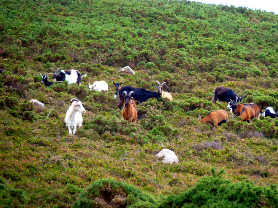 Chèvre des landes de la pointe du brûlé (2)