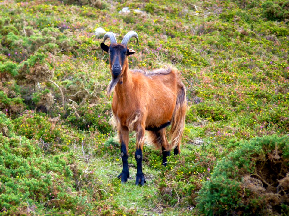 Chèvre des landes de la pointe du brûlé (5)