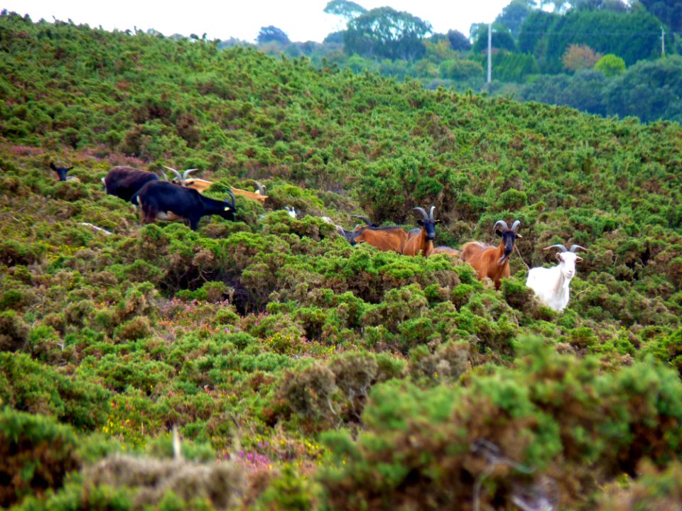 Chèvre des landes de la pointe du brûlé (1)