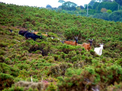 Chèvre des landes de la pointe du brûlé (1)