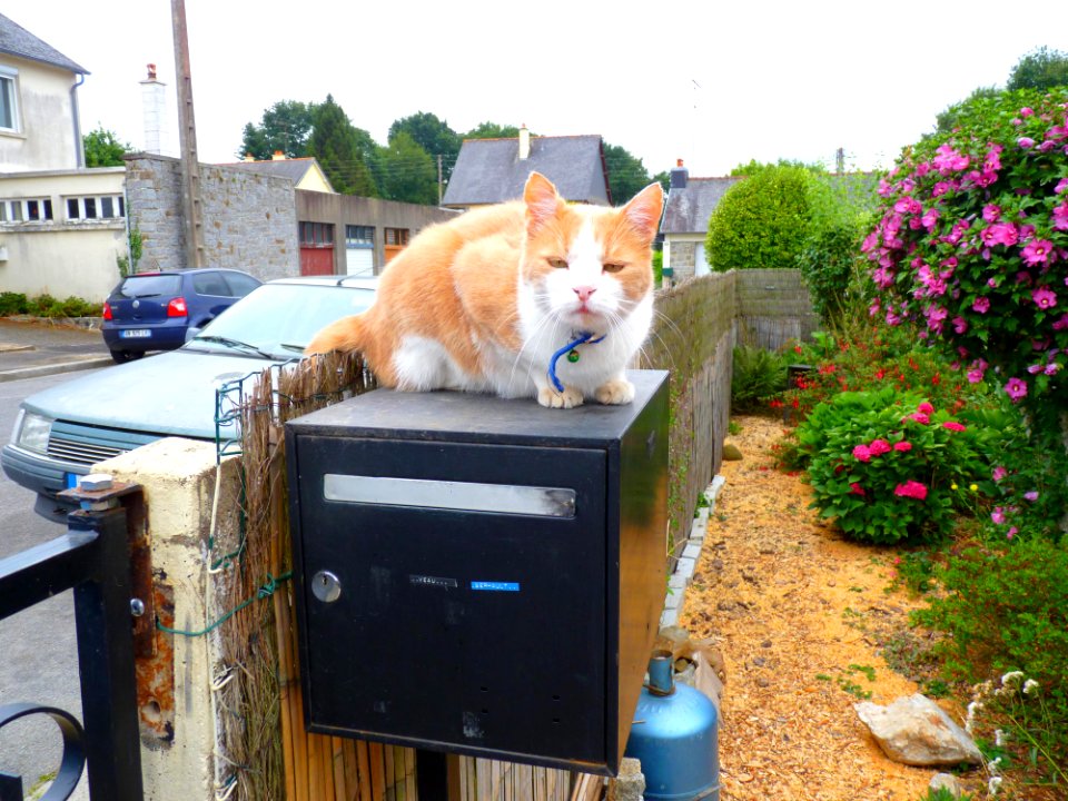 Chatroux sur boite aux lettres