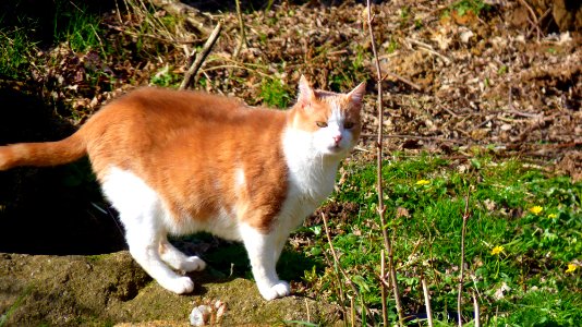 Chatroux Mellé 05-03-2014 (3)