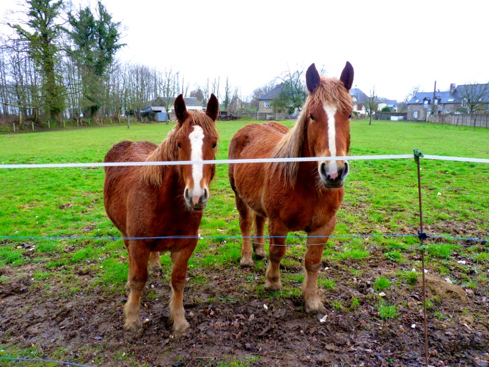 Chevaux près des HLM 2