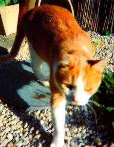 Chatroux Kodak