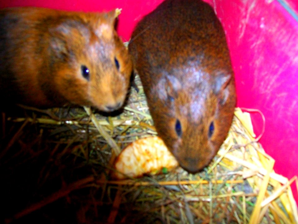 Chataigne et noisette