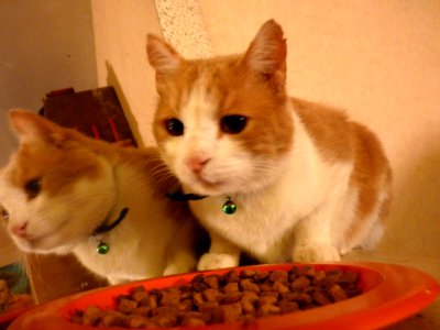 Chat roux 11