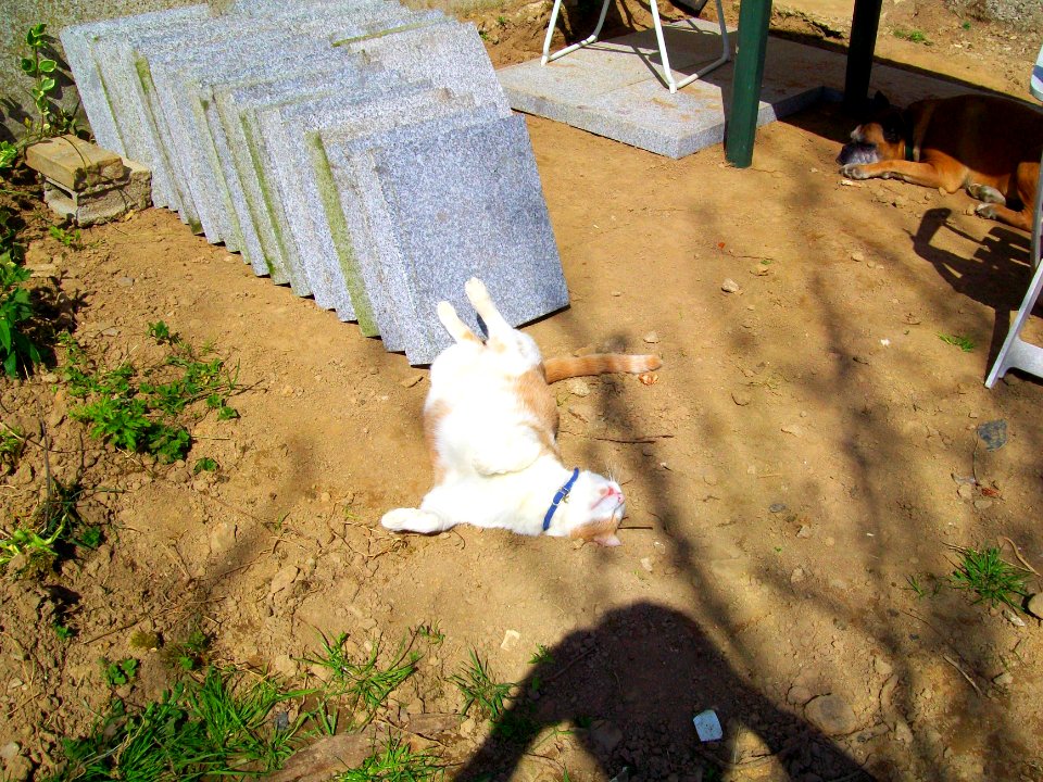 Chat roux Bronze (2)