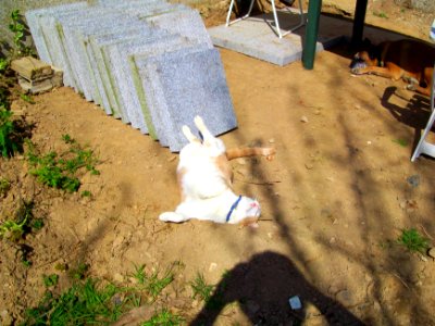 Chat roux Bronze (2)