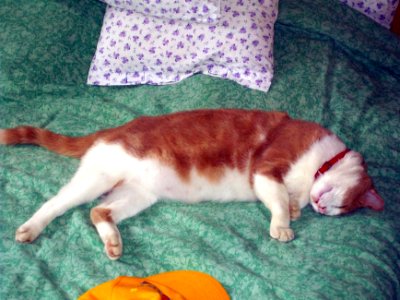 Chat roux 8