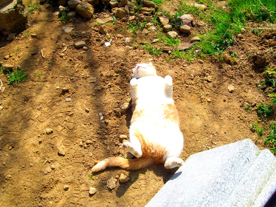 Chat roux Bronze (1)