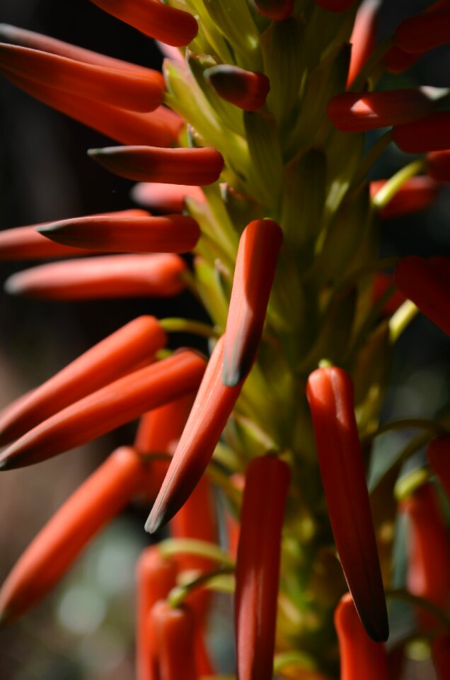 Aloe bromeliad garden
