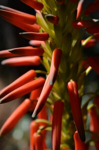 Aloe bromeliad garden