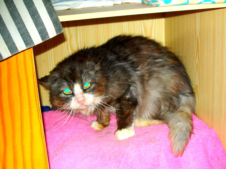 Chat errant