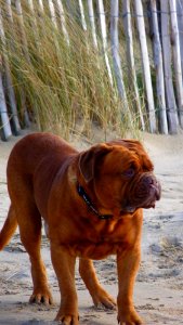 César Dragey 07-01-2013 (1)