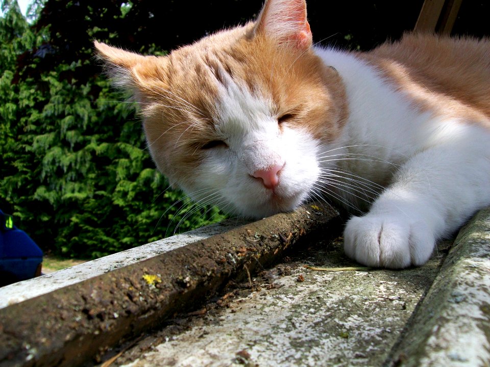 Chat roux 7