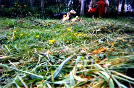 Canne et petits canards 1995