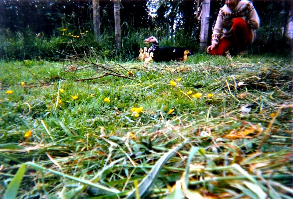 Canne et petits canards 1995 3
