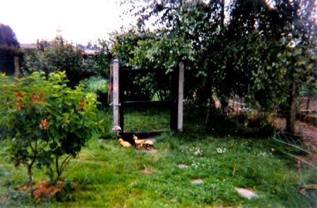 Canne et petits canards 1995 2