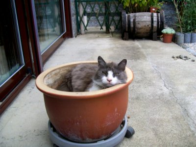 Canisse pot de fleurs