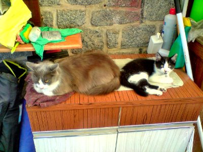Canisse et Théodule