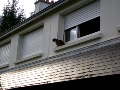 Canisse sur le rebord de la fenêtre