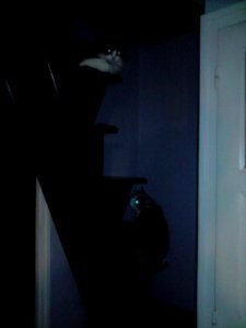 Canisse et chatroux dans l'escalier (1)