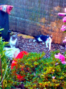 Canisse et Théodule dans le jardin de devant