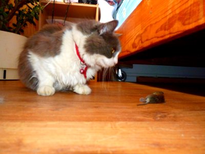 Canisse chasseuse