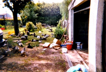 Canards été 1996