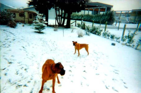 Boxers sous la neige février 2001