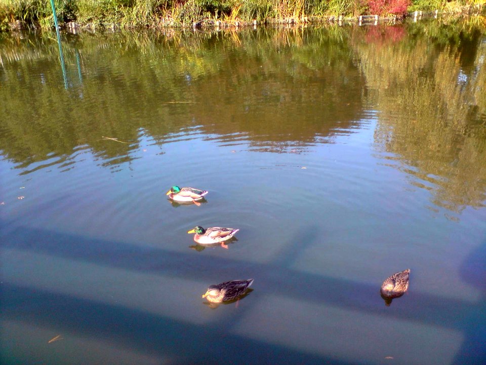 Canards à Fougères