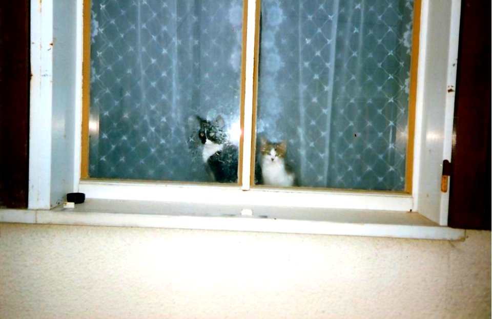 Biscotte et Isidore septembre 1991