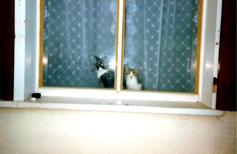 Biscotte et Isidore septembre 1991