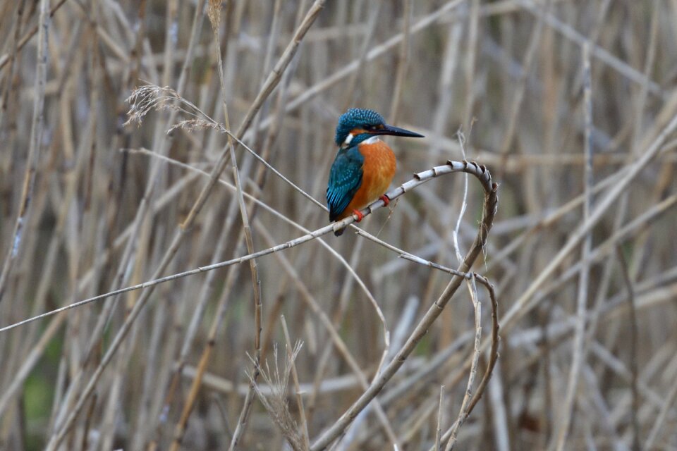 Wild animals outdoors kingfisher