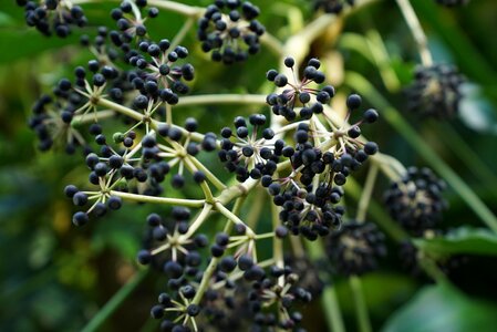 Black ball fruit september thanksgiving